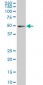 IRF2 Antibody (monoclonal) (M04)
